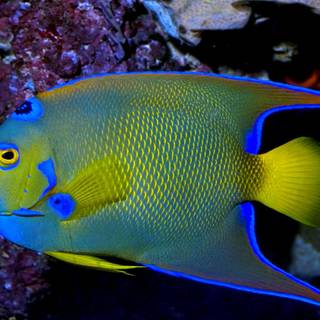 Marine fish wallpaper