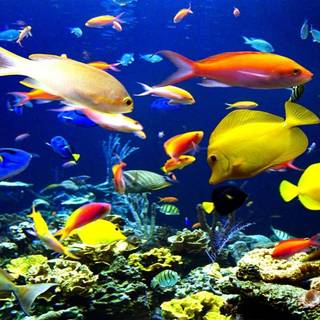 Marine fish wallpaper