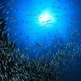 Marine fish wallpaper