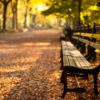 Autumn benches wallpaper