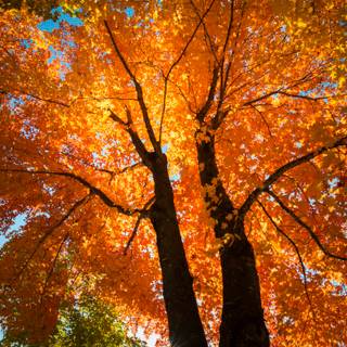 Autumn oak tree wallpaper