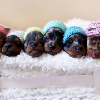 Newborn puppies wallpaper