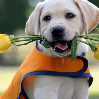 Pretty dogs wallpaper