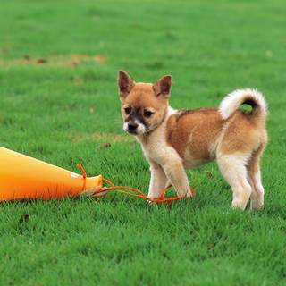 Pretty dogs wallpaper