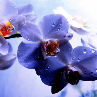 Blue orchid wallpaper