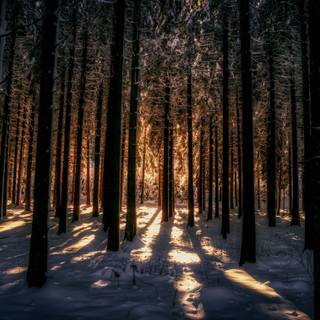 Dark winter minimal wallpaper