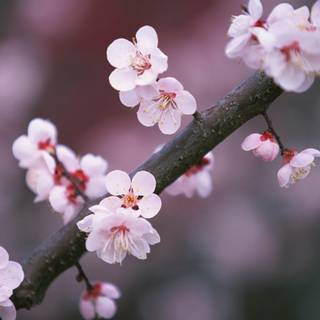 Japan flowers wallpaper