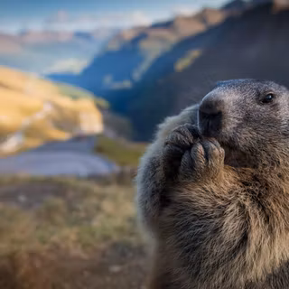 Marmot wallpaper