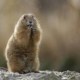 Marmot wallpaper