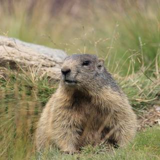 Marmot wallpaper