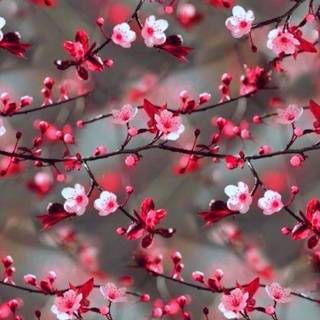 Real flowers wallpaper