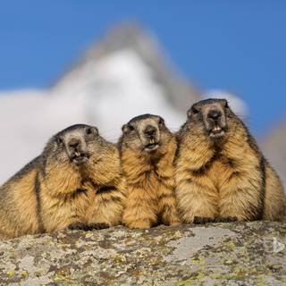 Marmot wallpaper