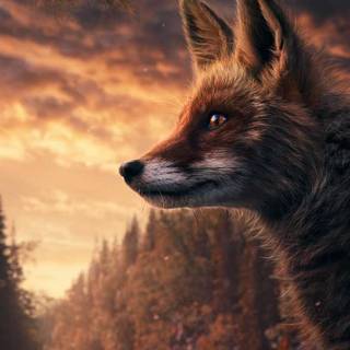 Sunset foxes wallpaper