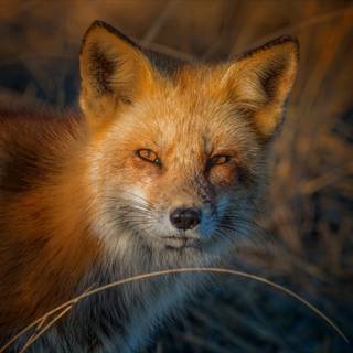 Sunset foxes wallpaper