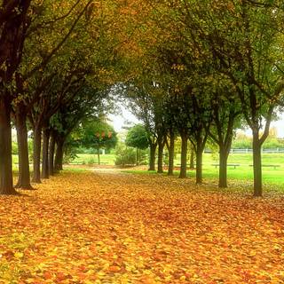 Dual monitor autumn wallpaper