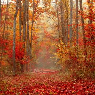 2560x1600 autumn wallpaper