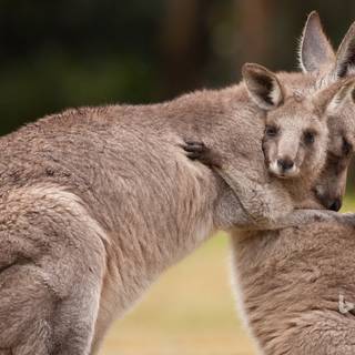 Baby kangaroo wallpaper