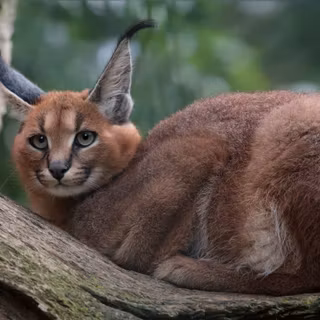 Caracal cat wallpaper