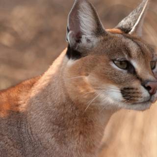 Caracal cat wallpaper