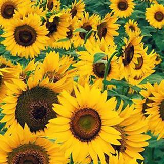 Common sunflower wallpaper