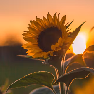 Common sunflower wallpaper
