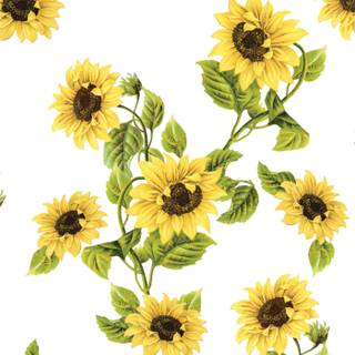 Common sunflower wallpaper