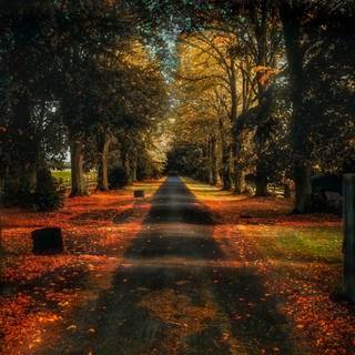 Autumn forest night wallpaper