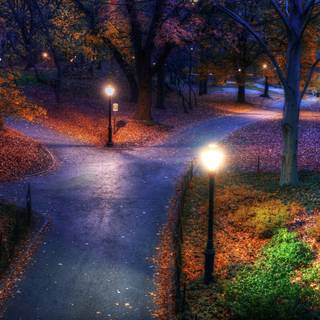 Autumn forest night wallpaper