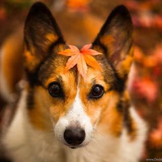 Cute puppy autumn wallpaper