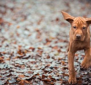 Cute puppy autumn wallpaper