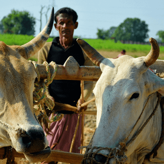 People and cows wallpaper