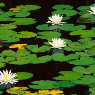 Waterlily wallpaper