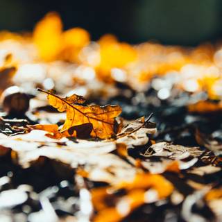 Autumn leaves blurry wallpaper