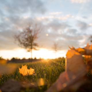 Autumn leaves blurry wallpaper