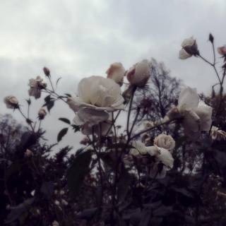 Wilted flowers wallpaper