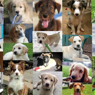 Puppy collages wallpaper