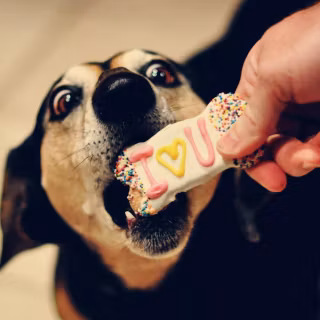 I love my dog wallpaper