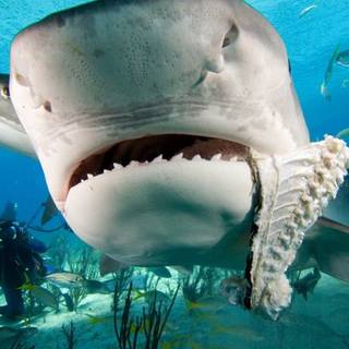 Shark fish wallpaper