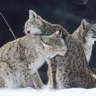 Canada lynx wallpaper