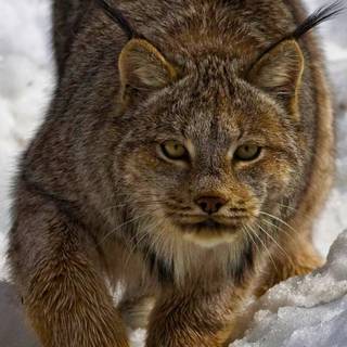 Canada lynx wallpaper