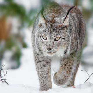 Canada lynx wallpaper