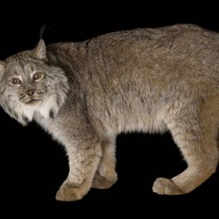 Canada lynx wallpaper