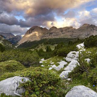 Fire Stick wallpaper