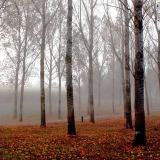 Late fall autumn wallpaper