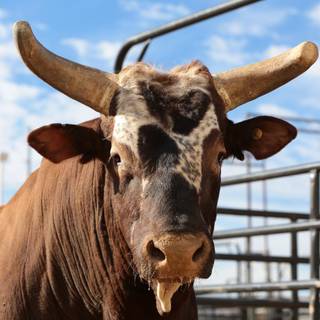 Bushwacker wallpaper