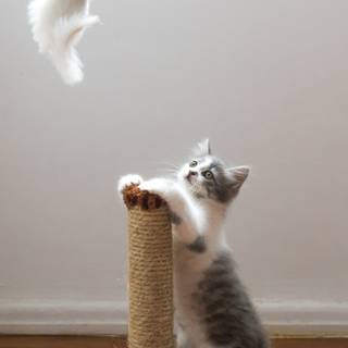 Cat toy wallpaper