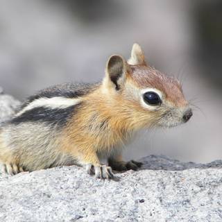 Baby chipmunks wallpaper