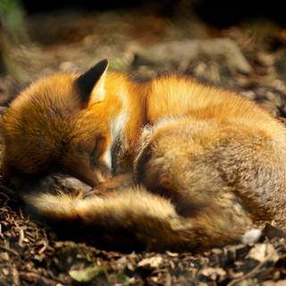 Sleeping foxes wallpaper
