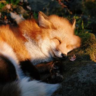 Sleeping foxes wallpaper