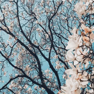 Google phone wallpaper
